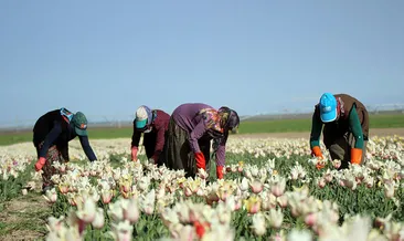 Lale tarlalarında kırım başladıı