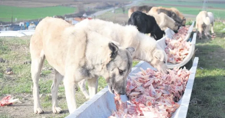 Edirne’de 500 köpek kayıplara karıştı