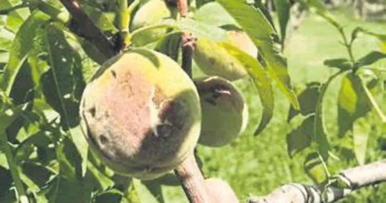 Dolu yine tarım arazilerini vurdu