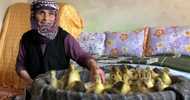 evden cikamayan hediye nine kaz ve hindi yavrularini odada buyutuyor son dakika haberler