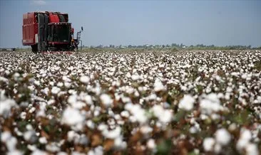 Türkiye’de pamuk ekim alanının 100 bin hektar artması bekleniyor