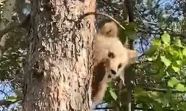 Korkan yavru ayı, ağaca tırmandı
