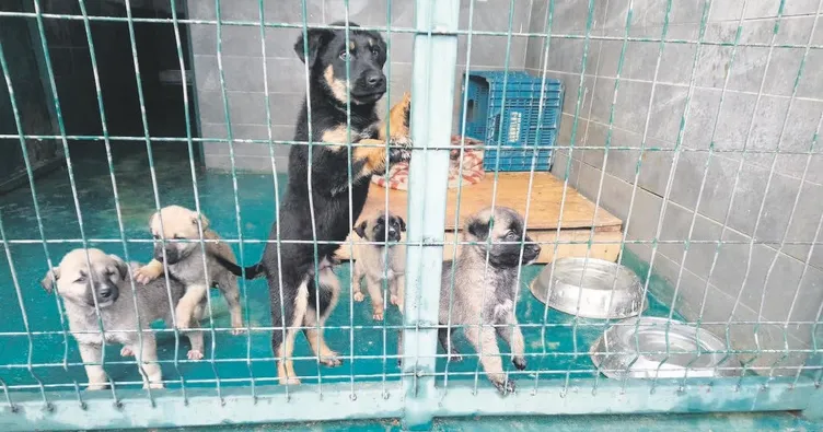 Taşdelen’ın hayvan sevgisi bu kadar