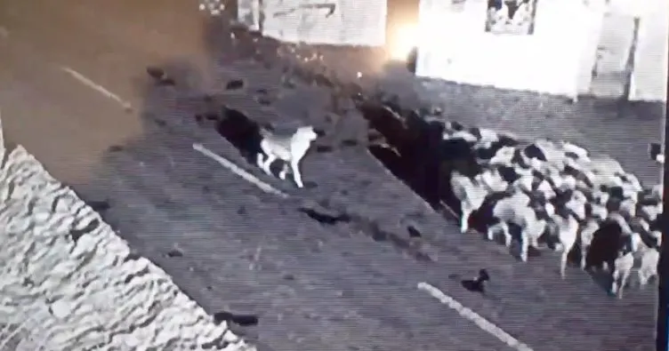 İlçeye inen aç kurt, koyun sürüsüne saldırdı! Kurdun saldırısı güvenlik kamerasına yansıdı
