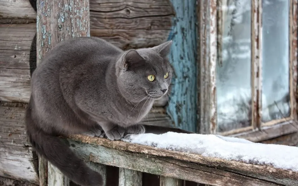 En iyi en güzel kedi fotoğrafları Son Dakika Haberler