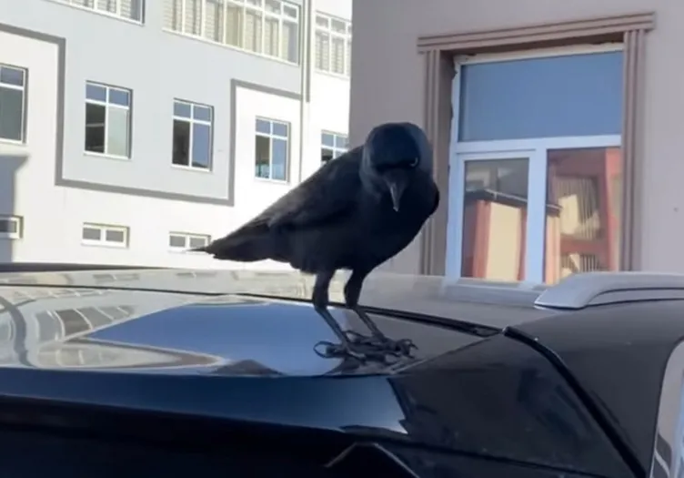 Videoları binlerce kez izlendi: Üniversiteli Azra ile karganın o anları sosyal medyada gündem oldu!