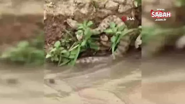 Tek ısırığı bir insanı öldürmeye yetecek kadar zehirli olan koca engerek yılanı böyle görüntülendi | Video