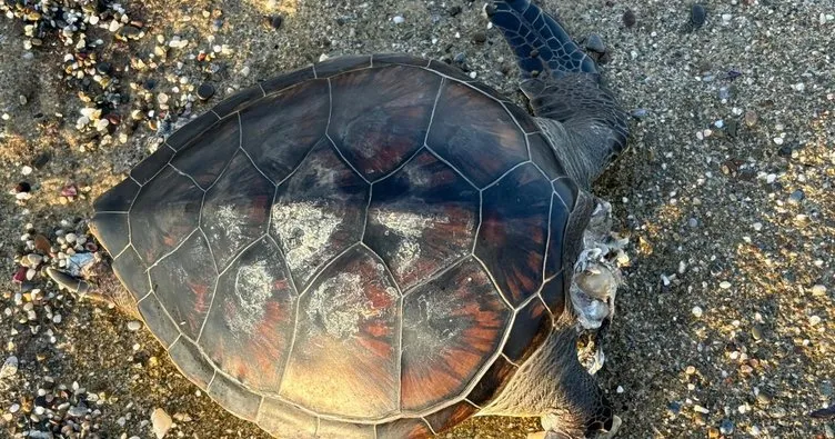 Kafası kopmuş caretta caretta bulundu