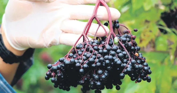 Anadolu’da aronya rüzgârı