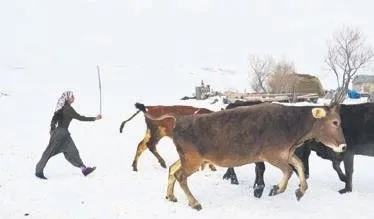 sabah