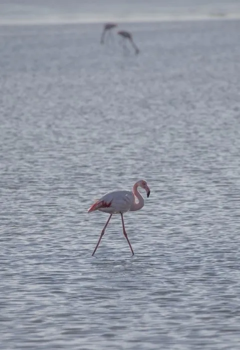 İzmir Kuş Cenneti’nde Flamingolar