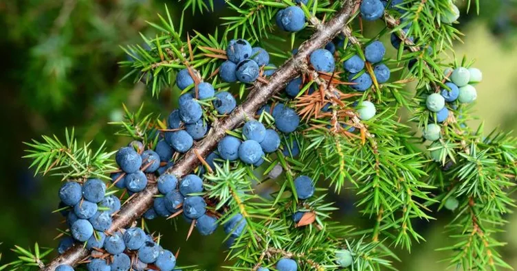 Andıç yağının faydaları nelerdir?