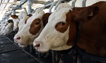 Toplanan inek sütü miktarı ekimde yıllık bazda arttı