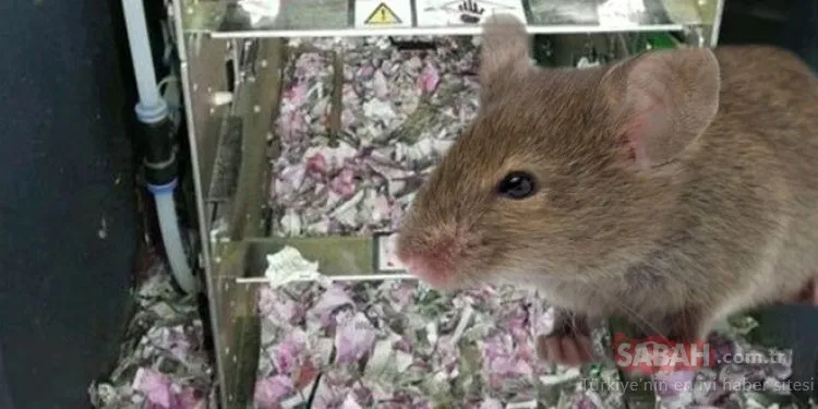 ATM’ye giren fareler yaklaşık 9 milyon TL’yi yedi