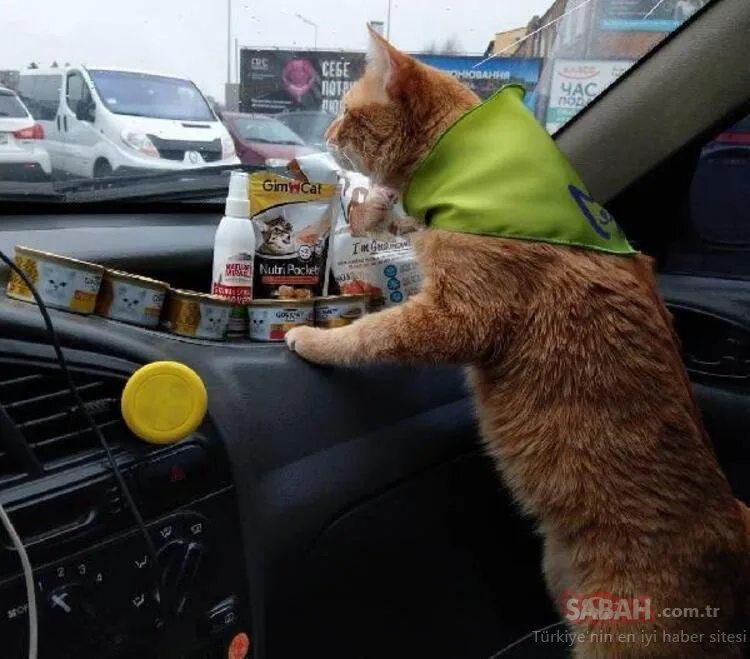 Ukrayna’nın en popüler taksisi: Kedili taksi