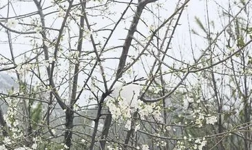 Adana’da çiçek açan ağaçlara kar yağdı