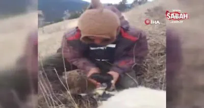 Çoban yeni doğan kuzuyu yaşatmak için böyle uğraştı | Video