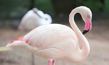 Yavru flamingolar halkalandı
