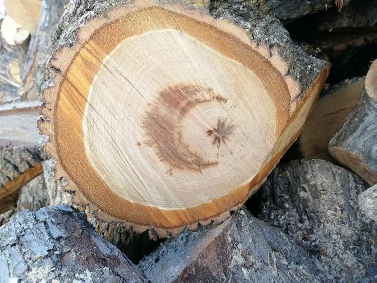 Yozgat'ta akıllara durgunluk veren olay: Kesilen ağacın içinden ay yıldız figürü çıktı