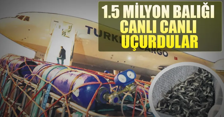 1.5 milyon balık Umman’a canlı uçtu