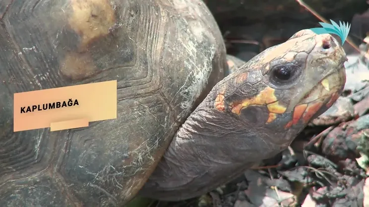 Dünya'nın en iğrenç yemekleri! | Video