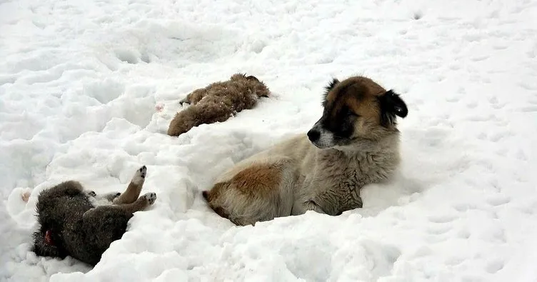 Anne köpeğin dramı