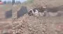Mezar başında vefa nöbeti: Köpek sahibini yalnız bırakmıyor | Video