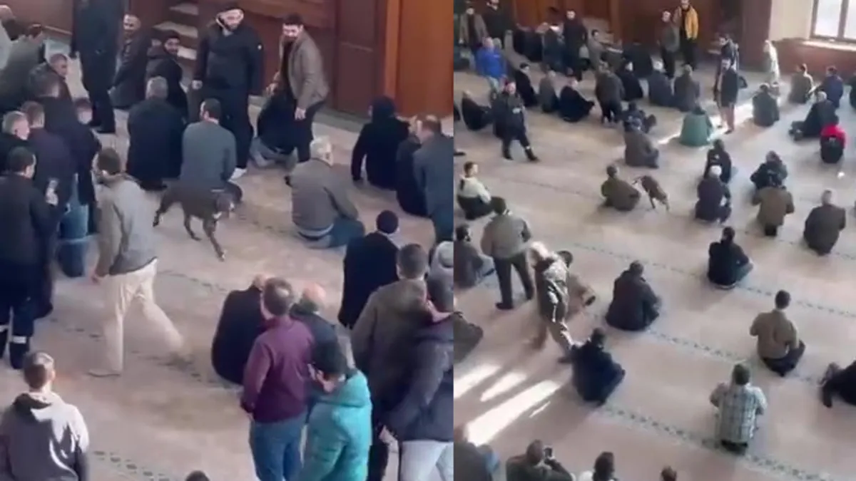 Camidekilere büyük panik yaşatmıştı! Pitbull cinsi köpeğin sahibine idari işlem Camidekilere büyük panik yaşatmıştı! Pitbull cinsi köpeğin sahibine idari işlem