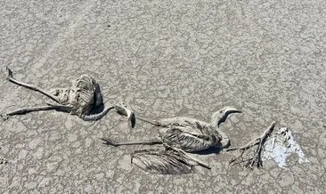 Türkiye flamingo ölümlerini konuşuyor: Tuz Gölü’ndeki facia neden yaşandı? Uzman isim açıkladı!