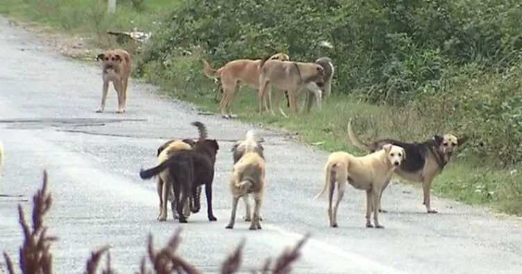 Sokak hayvanları için tazminat