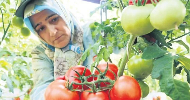 İki yıl sonra Rusya’ya domates ihracatı başladı