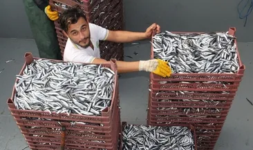 Fiyatı düşüşe geçen balığa vatandaşın ilgisi arttı