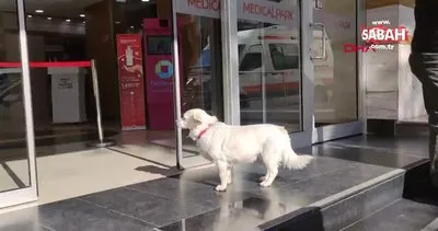 Trabzon’da sahibini 5 gündür hastane kapısında bekleyen köpek, dünya basınında | Video