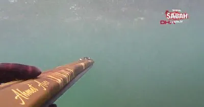 Zıpkınla 1,5 metrelik Akya balığı avladı | Video