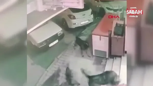 Gaziosmanpaşa'da köpekler anne ve çoğuna saldırdı | Video