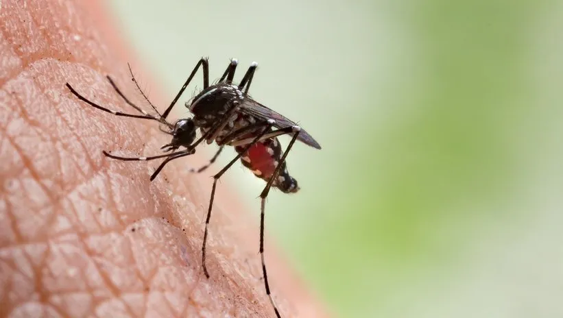 Türkiye tehdit altında mı? 11 kişinin ölümüne neden oldu! Batı Nil Virüsü sivrisinek ısırığıyla bulaşıyor...