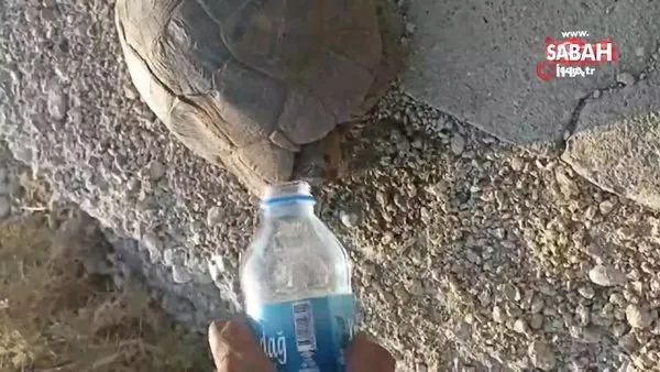 Susuzluktan bitkin düşen kaplumbağaya eliyle su içirdi | Video