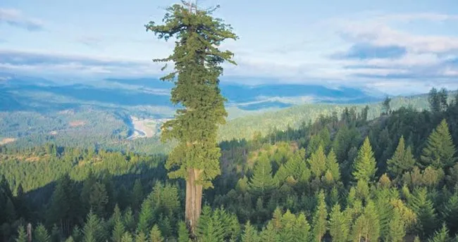 Dunyanin En Buyuk Agaci 115 Metre Dunya Haberleri