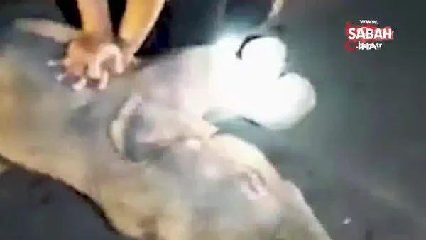 Tayland'da motosikletin çarptığı yavru fil, kalp masajı ile hayata tutundu | Video