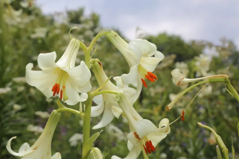 Image result for Mis/AkkuÅ Lily