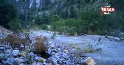 Antalya’da yaban keçi ailesi su içerken fotokapanla görüntülendi | Video