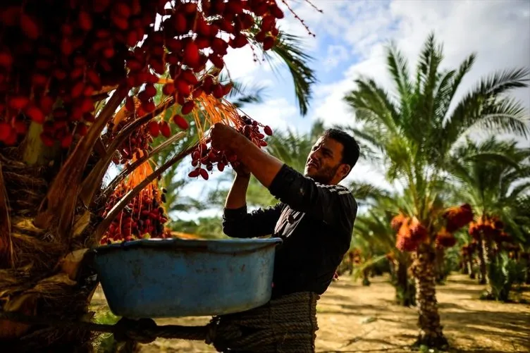 Gazze’de hurma hasadı başladı