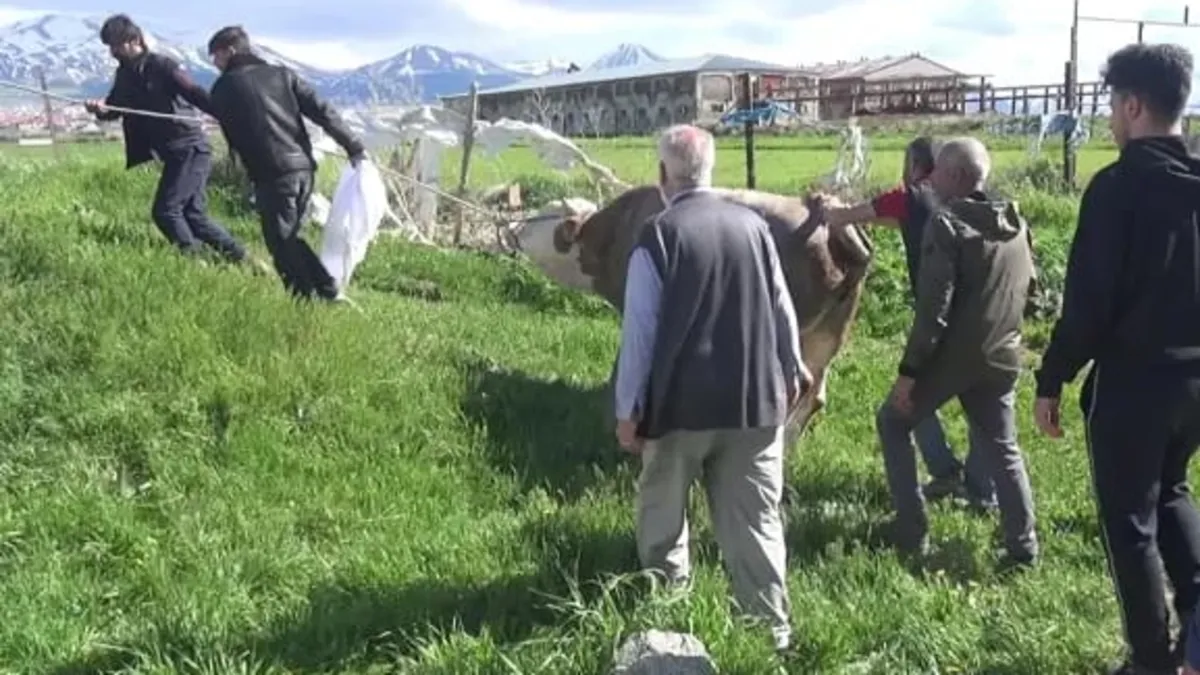 Kurban keserken kalp krizi geçiren kişi hayatını kaybetti Kurban keserken kalp krizi geçiren kişi hayatını kaybetti
