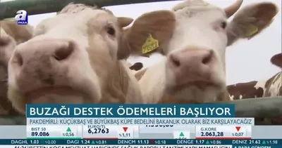 Buzağı destek ödemeleri başlıyor!