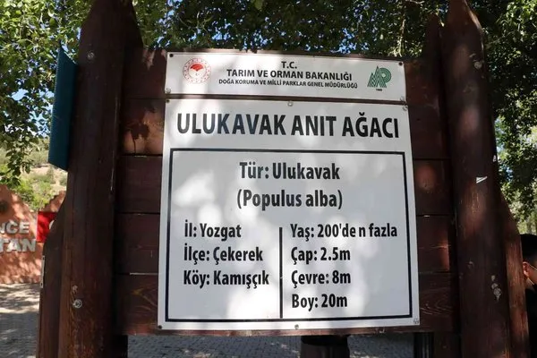 Yozgat’taki anıt ağaçlar zamana meydan okuyor