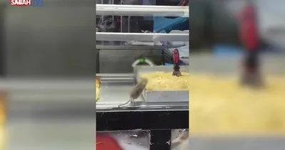 Buca’da bir börekçide rezalet görüntüler! Fare tezgahta gezip ürünleri yedi | Video