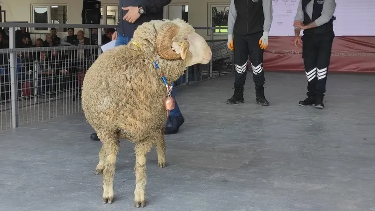 Merinos ırkı koç satıldı: Fiyatını duyan kulaklarına inanamadı!