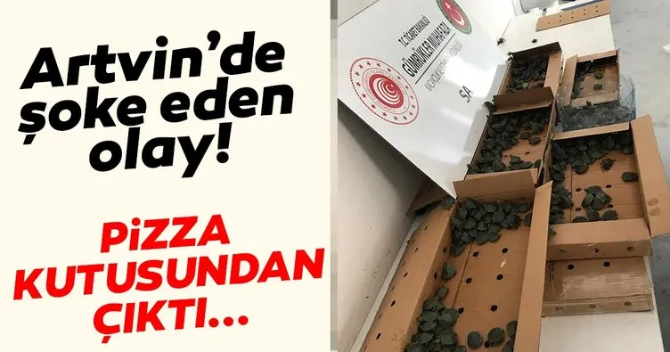 Artvin’de görenleri şaşkına çeviren olay! Pizza kutularında 3 bin 400 su kaplumbağası ele geçirildi!