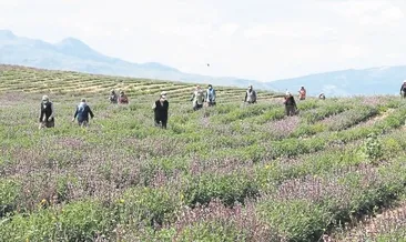 Üniversitede çay hasadı