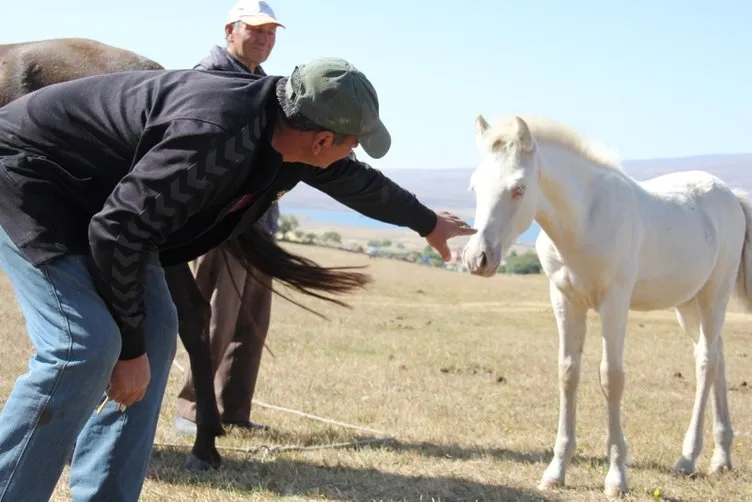 Kars'ta dünyaya gelen 'albino tay' görenleri şaşkına çeviriyor